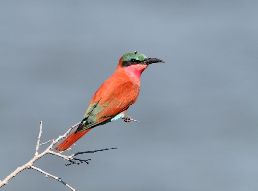 BEE-EATER  SOUTHERN CARMINE...JPG