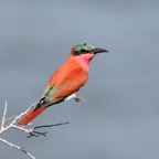 BEE-EATER  SOUTHERN CARMINE...JPG