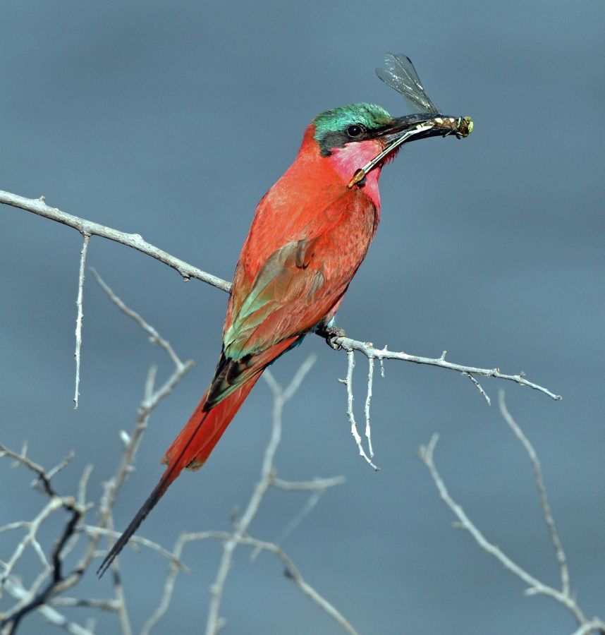 BEE-EATER SOUTHERN CARMINE....jpg