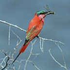 BEE-EATER SOUTHERN CARMINE....jpg