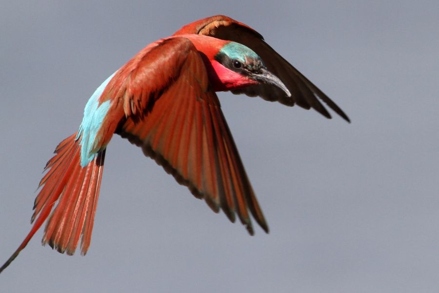 BEE-EATER SOUTHERN.. CARMINE.....jpg
