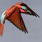 BEE-EATER SOUTHERN.. CARMINE.....jpg