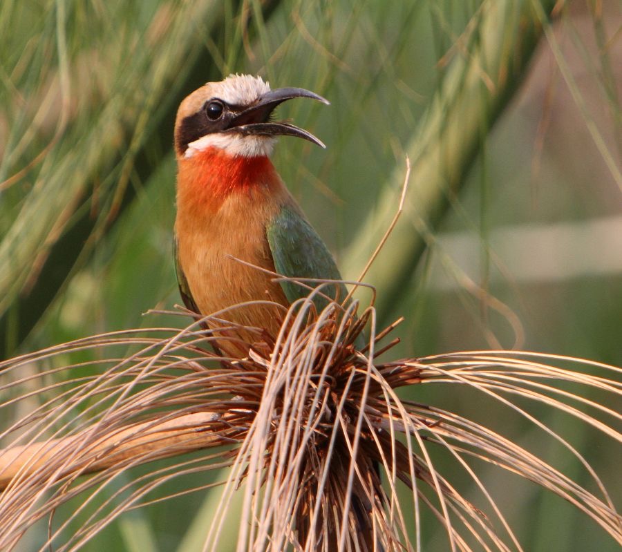 BEE-EATER.  WHITE FRONTED.jpg