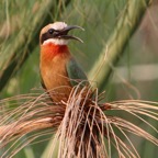 BEE-EATER.  WHITE FRONTED.jpg
