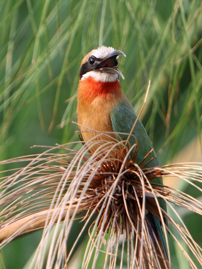 BEE-EATER..  WHITE-FRONTED.JPG