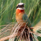 BEE-EATER..  WHITE-FRONTED.JPG