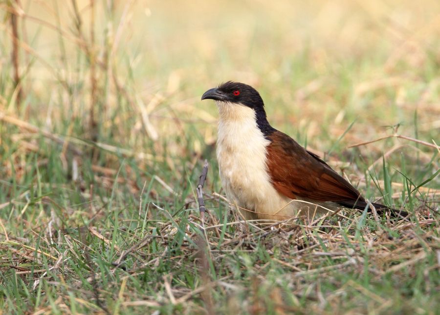 COUCAL. COPPERY-TAILED.JPG