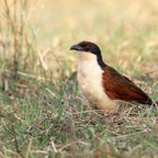 COUCAL. COPPERY-TAILED.JPG