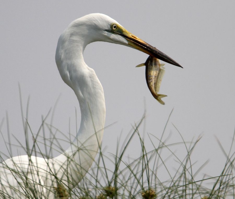 EGRET,    GREAT-WHITE. with fish.jpg