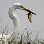 EGRET,    GREAT-WHITE. with fish.jpg