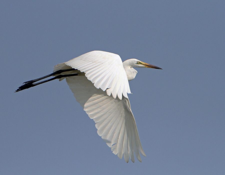 EGRET..   GREAT-WHITE.   flying.JPG