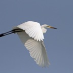 EGRET..   GREAT-WHITE.   flying.JPG