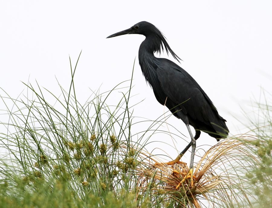 EGRET...       BLACK.JPG