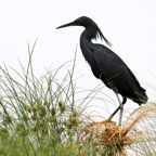EGRET...       BLACK.JPG