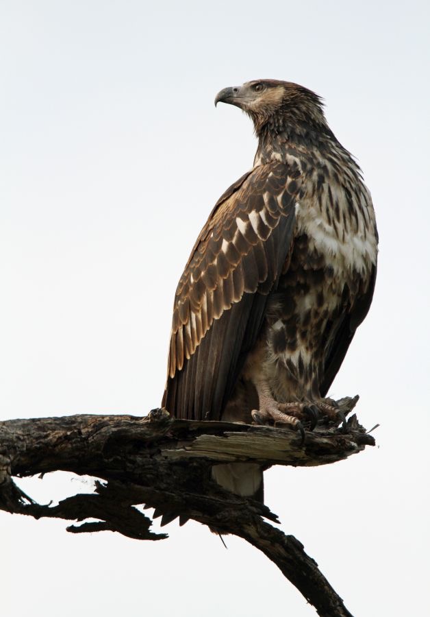 FISH-EAGLE    AFRICAN  immature.JPG