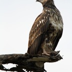 FISH-EAGLE    AFRICAN  immature.JPG