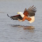FISH-EAGLE  AFRICAN.....JPG