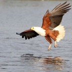 FISH-EAGLE  AFRICAN....JPG
