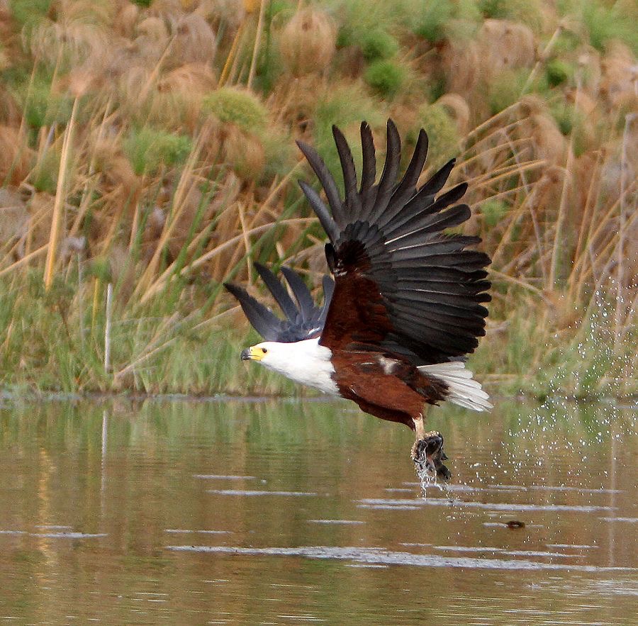 FISH-EAGLE  AFRICAN.JPG