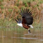 FISH-EAGLE  AFRICAN.JPG