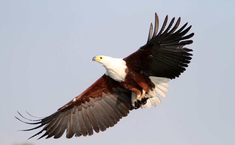 FISH-EAGLE.  AFRICAN.JPG