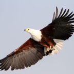 FISH-EAGLE.  AFRICAN.JPG