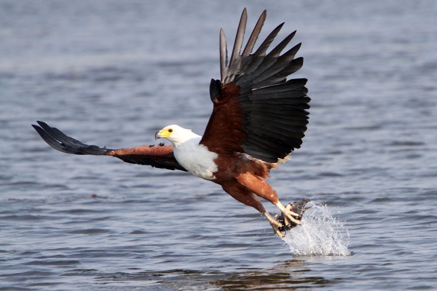 FISH-EAGLE..  AFRICAN.jpg