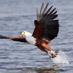 FISH-EAGLE..  AFRICAN.jpg