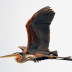 HERON.     PURPLE flying.JPG
