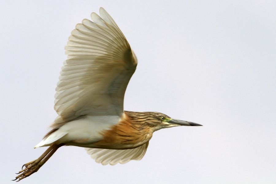 HERON.   SQUACCO..     flying.jpg