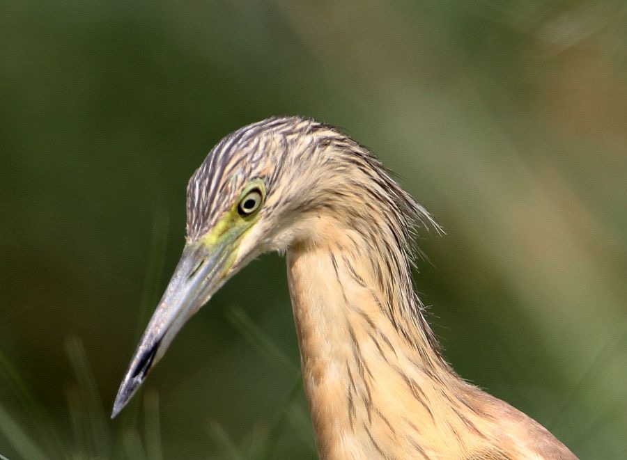 HERON..  SQUACCO    headshot.JPG