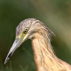 HERON..  SQUACCO    headshot.JPG