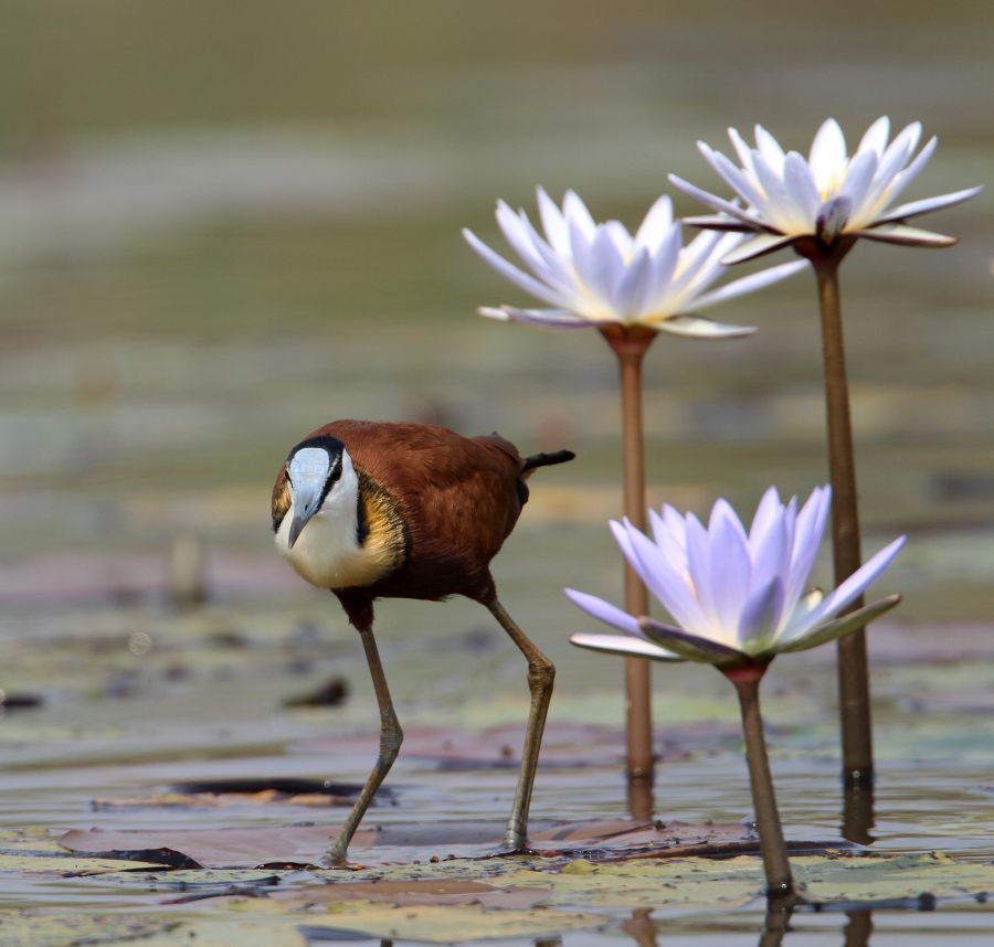 JACANA  AFRICA......JPG