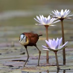 JACANA  AFRICA......JPG