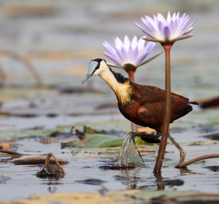 JACANA  AFRICA....JPG