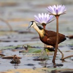 JACANA  AFRICA....JPG