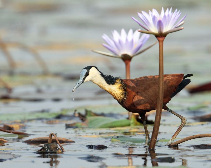 JACANA  AFRICA...JPG