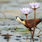 JACANA  AFRICA...JPG