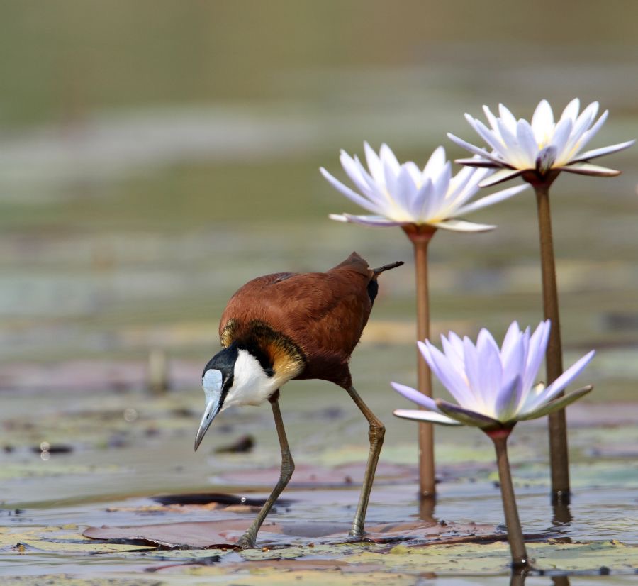 JACANA  AFRICAN.....JPG