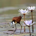 JACANA  AFRICAN.....JPG