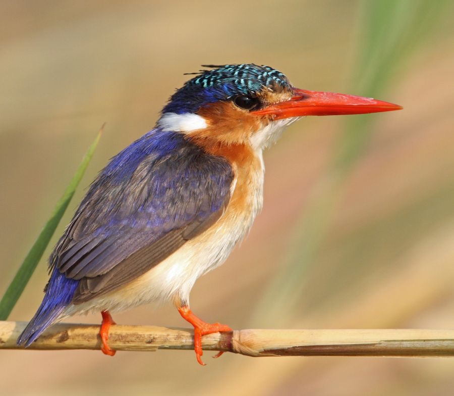 KINGFISHER  MALACHITE....JPG