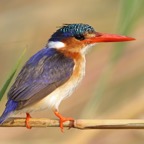 KINGFISHER  MALACHITE....JPG