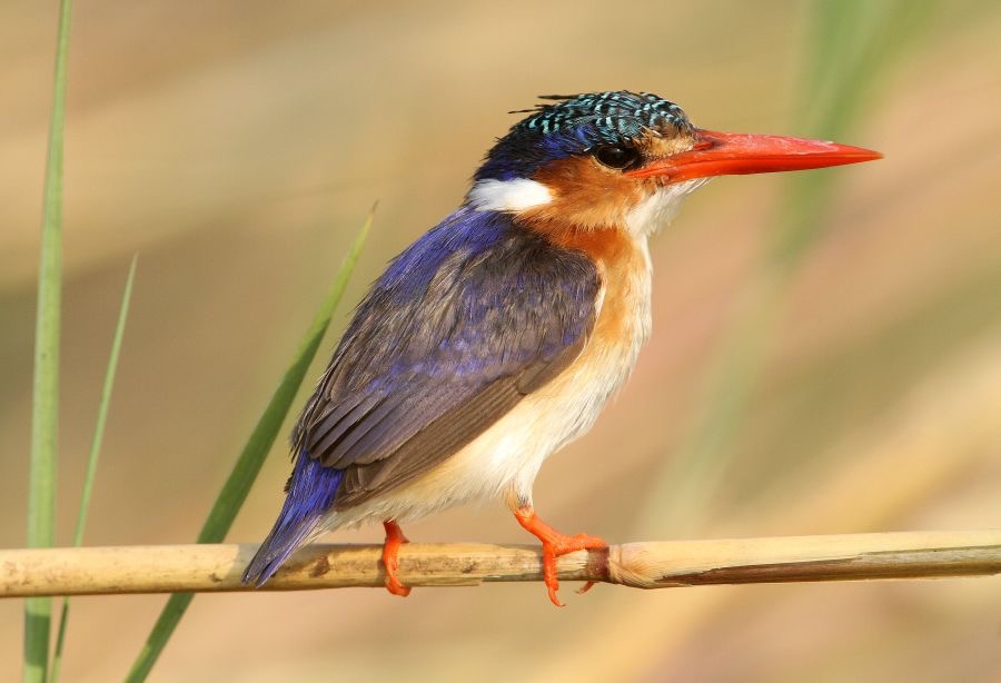 KINGFISHER MALACHITE.....JPG