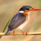 KINGFISHER MALACHITE.....JPG
