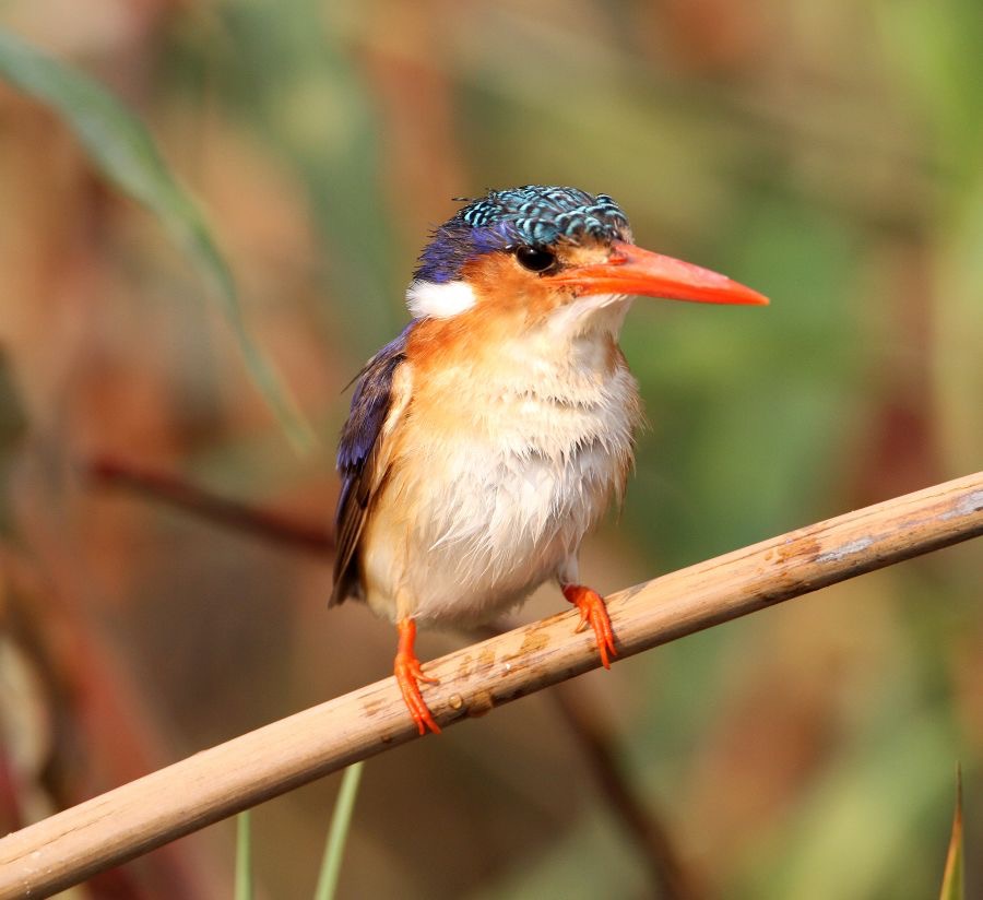 KINGFISHER MALACHITE...JPG