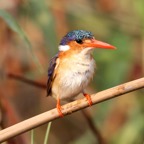 KINGFISHER MALACHITE...JPG