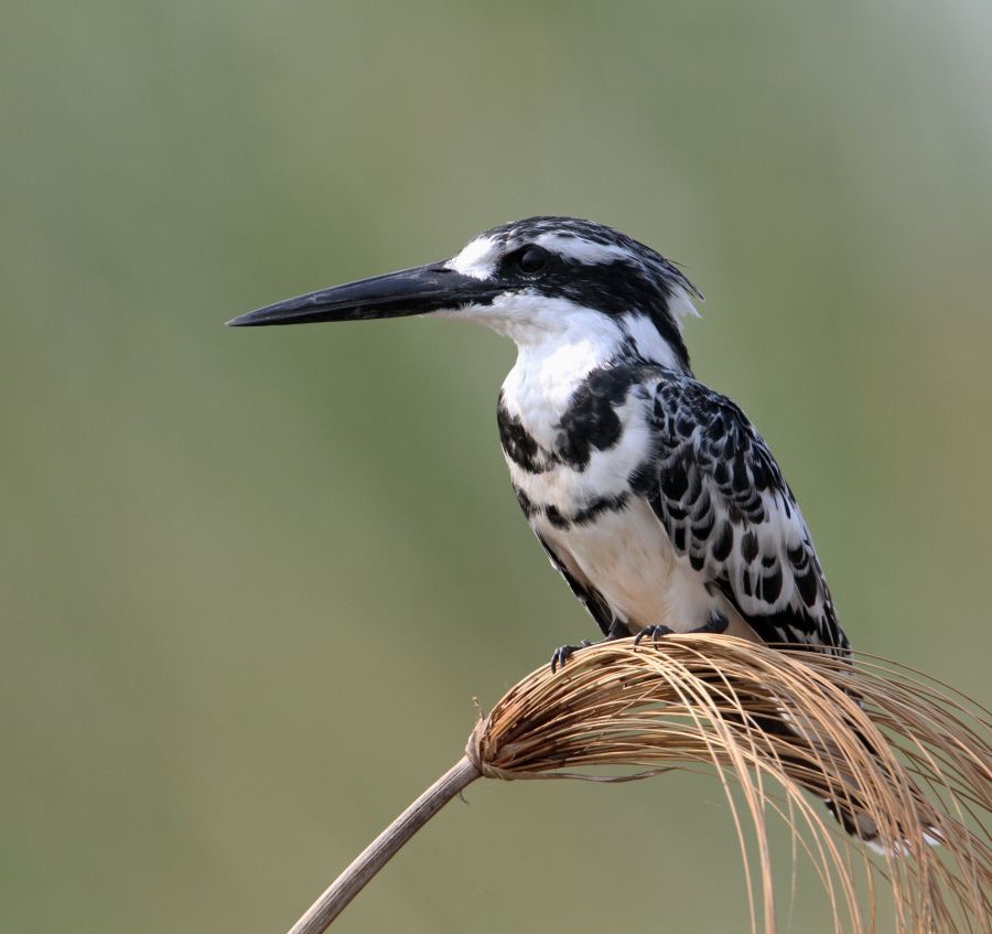 KINGFISHER.    PIED..jpg