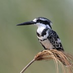 KINGFISHER.    PIED..jpg