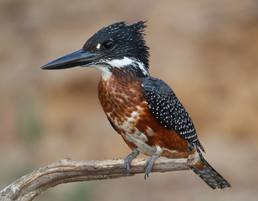 KINGFISHER.  GIANT..jpg
