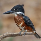 KINGFISHER.  GIANT..jpg